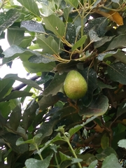 Persea americana
