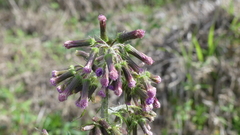 Erechtites valerianifolius
