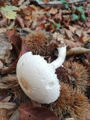 Lepiota ignivolvata