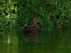 Anas platyrhynchos × fulvigula