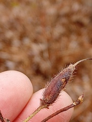 Rhododendron viscosum