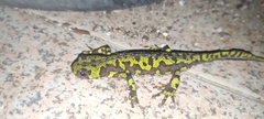 Triturus marmoratus