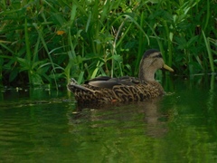 Anas platyrhynchos × fulvigula
