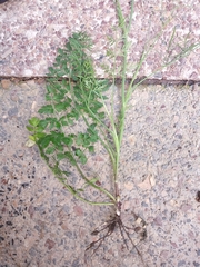 Oenanthe pimpinelloides