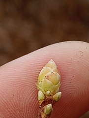 Rhododendron viscosum