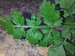 Oenanthe pimpinelloides