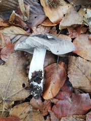 Tricholoma sciodes