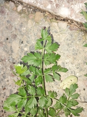 Oenanthe pimpinelloides