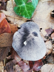 Tricholoma sciodes