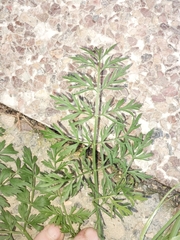 Oenanthe pimpinelloides