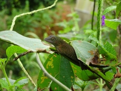 Anolis biporcatus