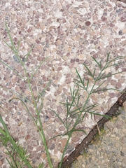 Oenanthe pimpinelloides