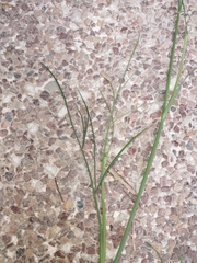 Oenanthe pimpinelloides