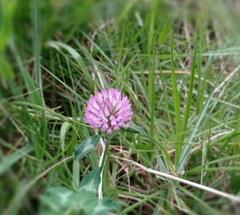 Trifolium