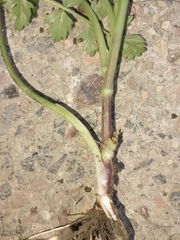 Oenanthe pimpinelloides