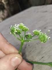 Oenanthe pimpinelloides