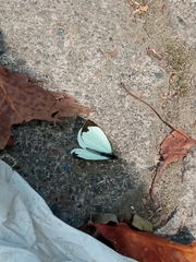 Leptophobia aripa