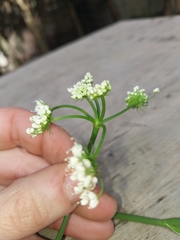 Oenanthe pimpinelloides