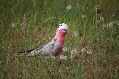Eolophus roseicapilla albiceps
