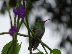 Amazilia tzacatl