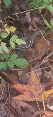 Thamnophis saurita