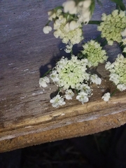 Oenanthe pimpinelloides