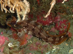 Parablennius gattorugine