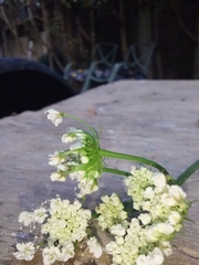 Oenanthe pimpinelloides