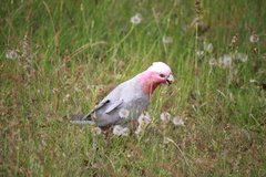 Eolophus roseicapilla albiceps