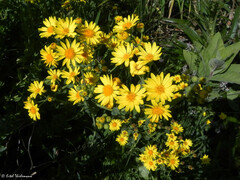 Senecio nigrescens