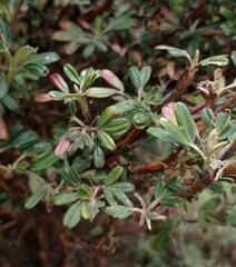 Polylepis