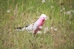 Eolophus roseicapilla albiceps