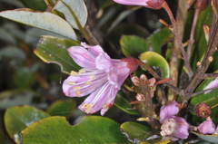 Bejaria