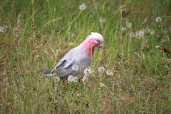 Eolophus roseicapilla albiceps