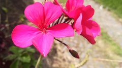 Andesanthus lepidotus