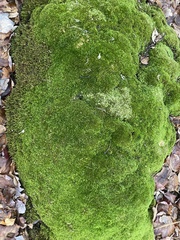 Dicranum montanum