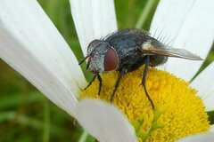 Pseudogonia parisiaca