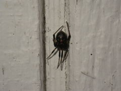 Latrodectus hesperus