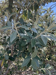 Tarchonanthus littoralis