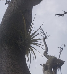 Tillandsia gardneri