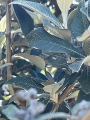 Tarchonanthus littoralis