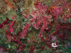 Alcyonium coralloides