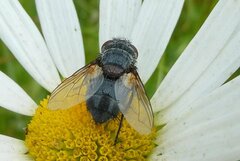Pseudogonia parisiaca