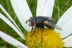 Pseudogonia parisiaca