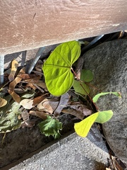 Cercis canadensis