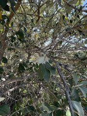 Tarchonanthus littoralis