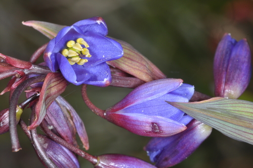 Excremis coarctata