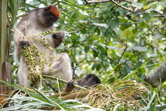 Piliocolobus tephrosceles