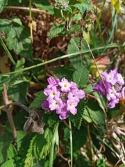 Lantana montevidensis