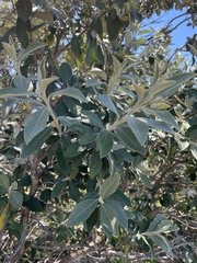 Tarchonanthus littoralis